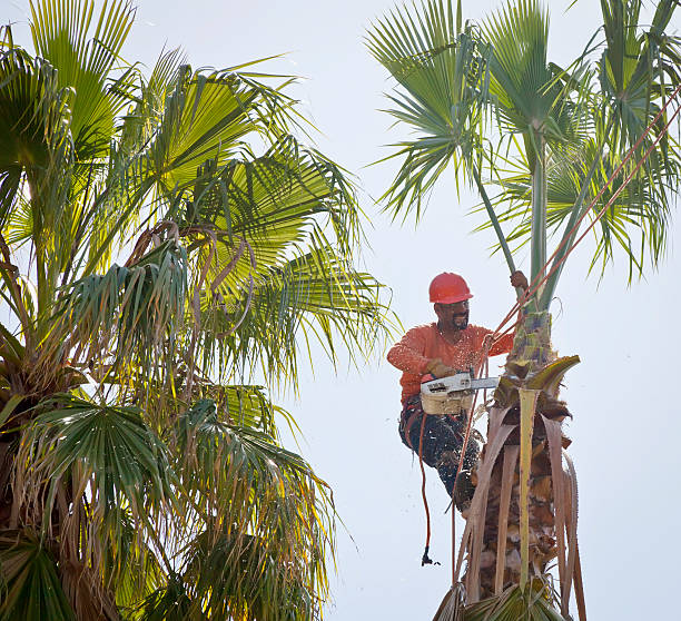 The Steps Involved in Our Tree Care Process in Skidway Lake, MI